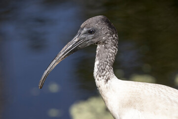 Close up portrait of an Australian White Ibis