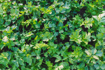background of leaves
