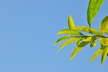leaves against blue sky