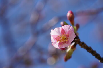 Light Pink Flowers of Cherry 'Kawazu-zakura' in Full Bloom
