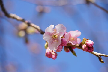 Light Pink Flowers of Cherry 'Kawazu-zakura' in Full Bloom
