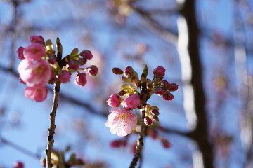 Light Pink Flowers of Cherry 'Kawazu-zakura' in Full Bloom
