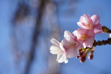 Light Pink Flowers of Cherry 'Kawazu-zakura' in Full Bloom
