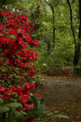 red flowers in the forest