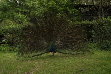 peacock with feathers out