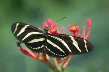 the beautiful nature