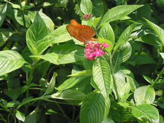 the beautiful nature