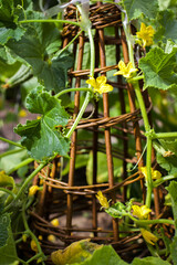 Willow Structure in Garden Growing Cucumber Vine