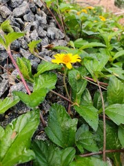 Fototapeta premium frog in the garden