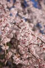 桜の名所冨士霊園(静岡県小山町）
富士山のふもとにある冨士霊園は、霊峰冨士の眺めに加え手入れの行き届いた樹木に囲まれ、霊園ながら人々の憩いの場となっている。特に桜の名所として有名。