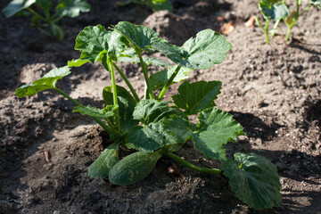 Single Zucchini Plant Growing in Soil