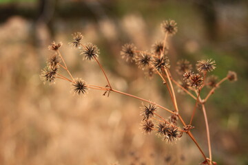 センダングサの果実　くっつき虫
