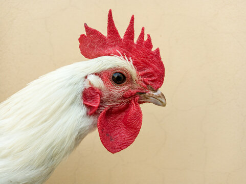 White rooster head close up. Chicken crest or comb.