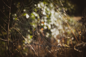 Closeup of large spiderweb in a field