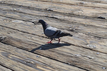 pigeon on the pier