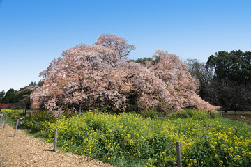 満開の大桜