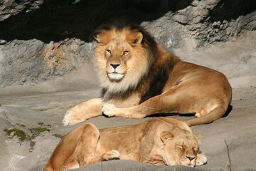lion and lioness