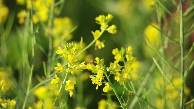 Yellow cantonese flower with bee at flower garden in the morning light swaying in wind, Outdoor nature background 1920x1080 60fps.