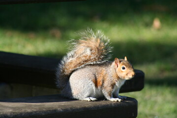 squirrel in the park