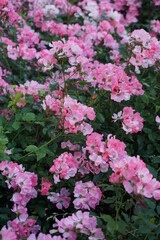 Obraz premium Spring flowers. Blooming season.