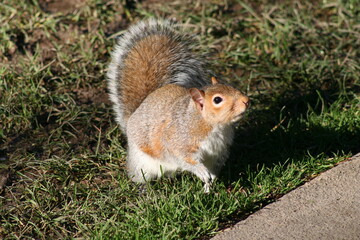 squirrel on the grass