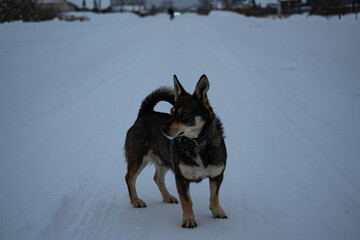dog in snow