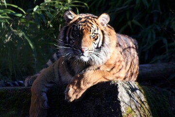 Fototapeta premium tiger in the zoo