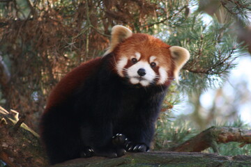 red panda bear