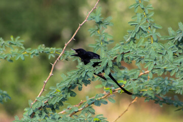 Small portrait of black drongo