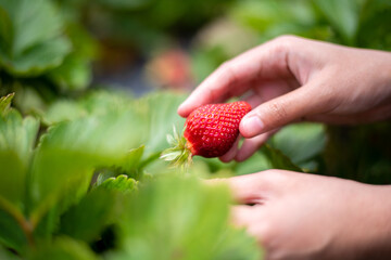 Female hand harvesting red fresh ripe organic strawberry in garden. Woman picking strawberries in field, closeup.