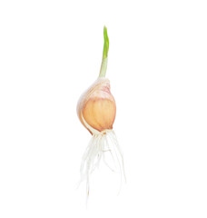 Garlic isolated on white background.