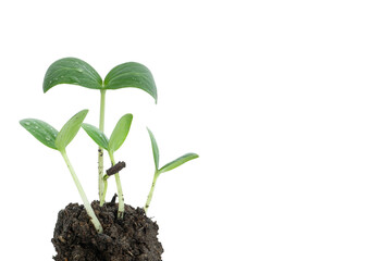 The seeds germinate from the soil