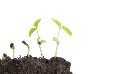 The seeds germinate from the soil