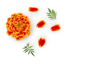 Marigold flower isolated on white background