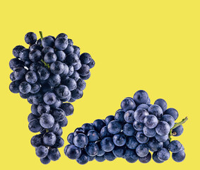 grapes isolated on yellow background
