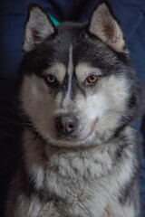 Portrait of a Siberian husky close-up on a dark background.