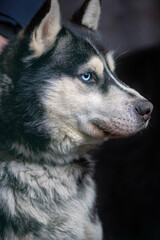 Portrait of a Siberian husky close-up on a dark background.