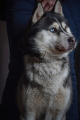 Portrait of a Siberian husky close-up on a dark background.