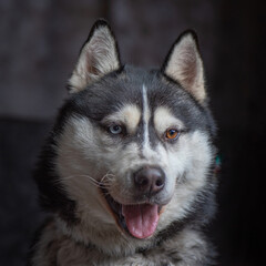 Portrait of a Siberian husky close-up on a dark background.