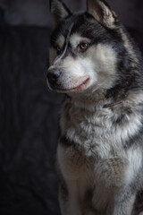 Portrait of a Siberian husky close-up on a dark background.