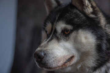 Portrait of a Siberian husky close-up on a dark background.