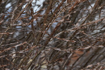 Euonymus alatus wings (Winged spindle tree)