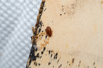 Bed bugs, Bedbug eggs, blood and larvae on a timber bed slate