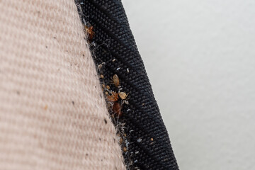 Bed bugs and eggs on the seam of a bed mattress