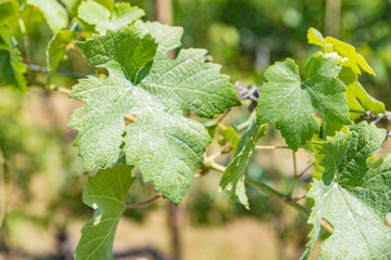 Nebbiolo grape leaves, an Italian red wine grape variety, Barolo, Piedmont, Italy