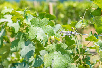 Nebbiolo grape leaves, an Italian red wine grape variety, Barolo, Piedmont, Italy