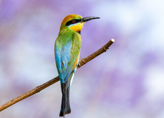Rainbow Bee-eater is perched on a tree branch with purple flowers from the a Jacaranda tree. The...
