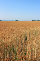 Golden ears of wheat in the field