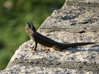 Lagarto
