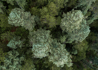 Bosque de Los Azufres en Michoacán, México 